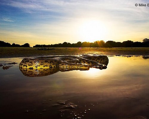 Pantanal Safaris - O que saber antes de ir (ATUALIZADO 2024)