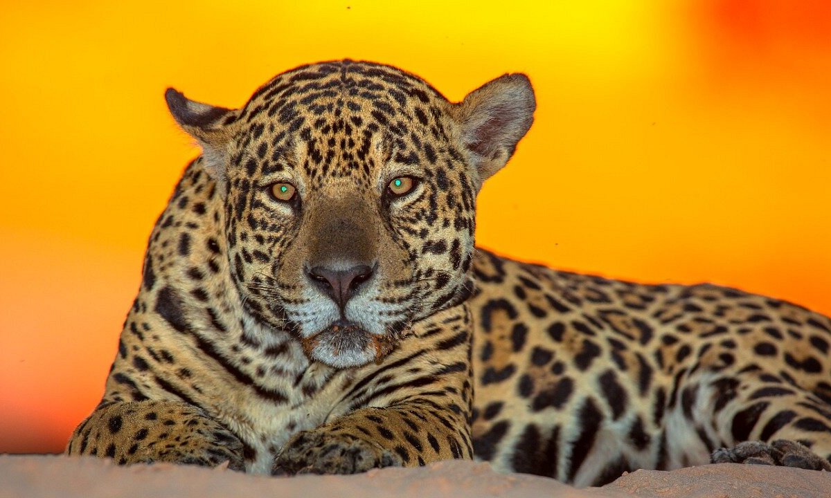 Pantanal Safaris (Poconé) - All You Need to Know BEFORE You Go Pantanal Safaris (Poconé) - All You Need to Know BEFORE You Go