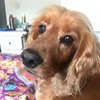 Sophie P