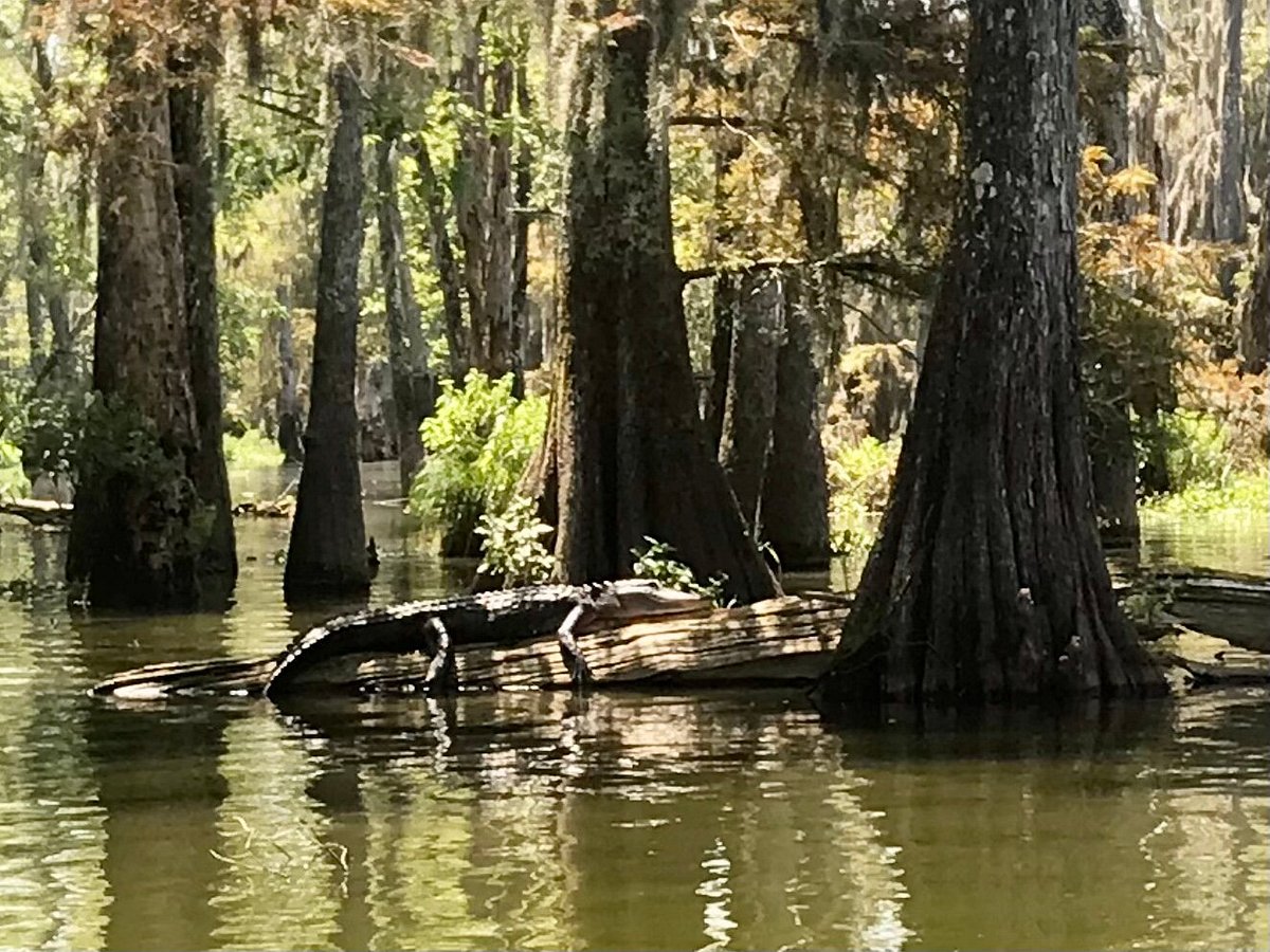 swamp tours hammond louisiana