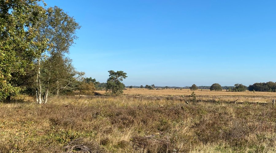 Holtingerveld.