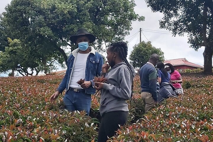 tea farm tour nairobi