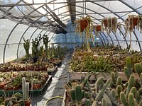 Plantes grasses de A à Z - Kuentz cactus 