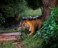 Sariska National Park - All You Need to Know BEFORE You Go (2024)