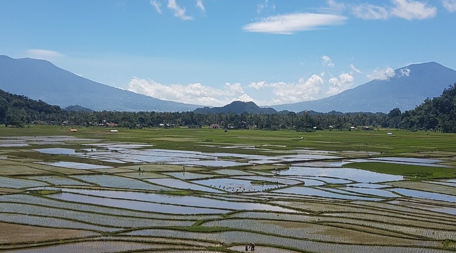 The rice field near my house. Favorite place :)