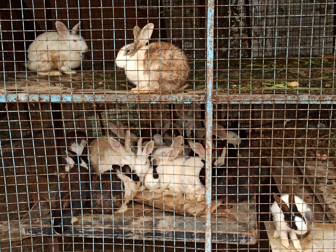Heritage sales rabbit cage