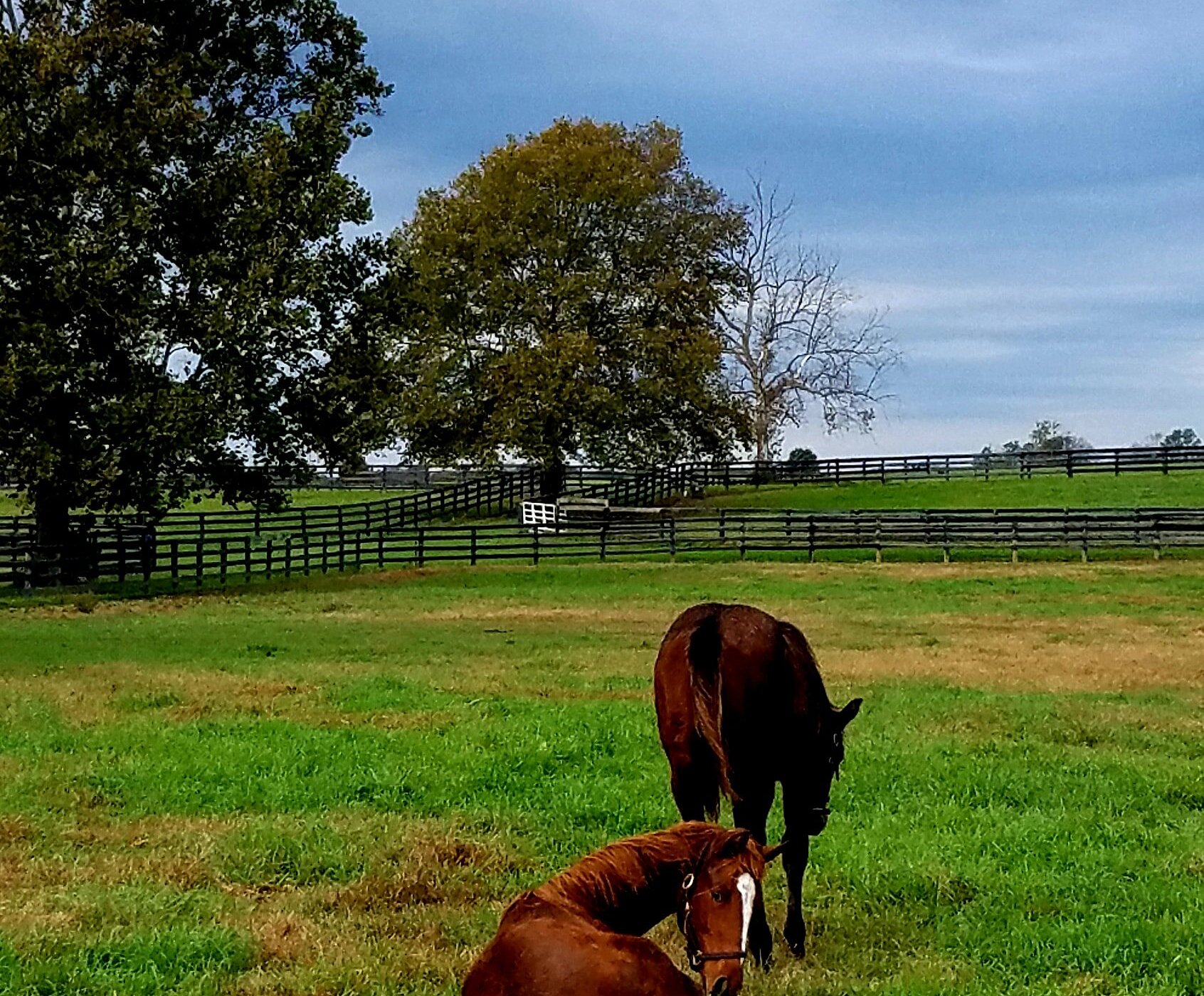 tour lexington horse farms