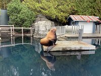 L'Aquarium de Vancouver sert de pouponnière pour des bébés