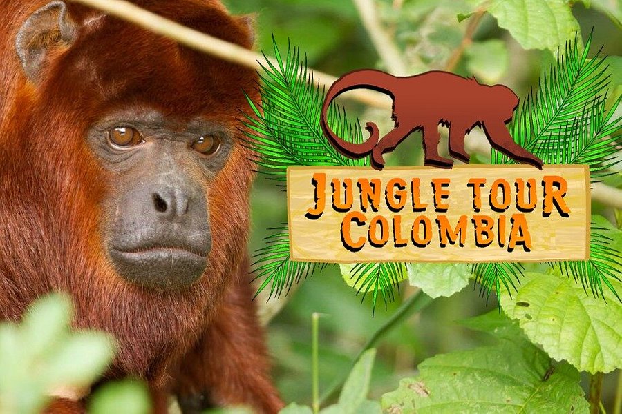 Jungle Tour Colombia image