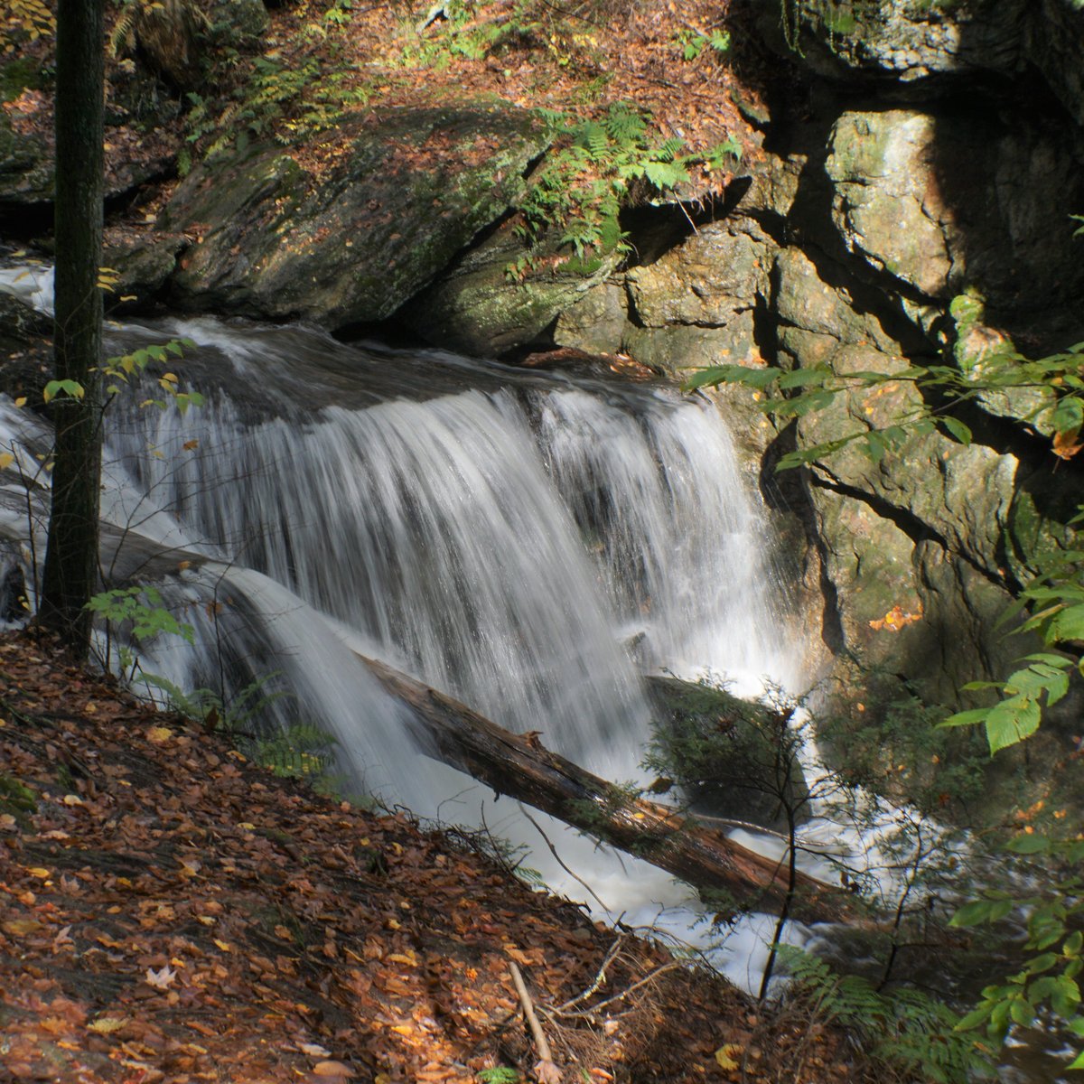 Naugatuck State Forest - All You Need to Know BEFORE You Go