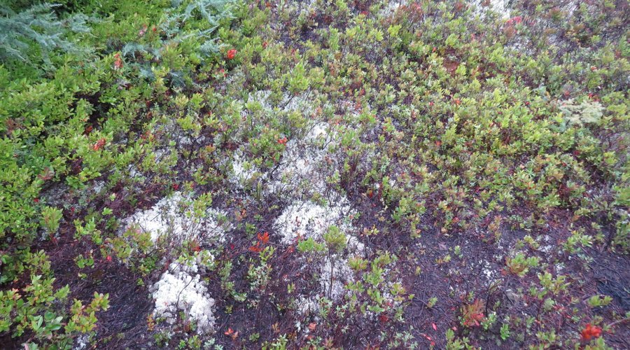 Île de Miscou, Nouveau-Brunswick, Canada - Sentier d'interprétation de la Tourbière (septembre 2021)