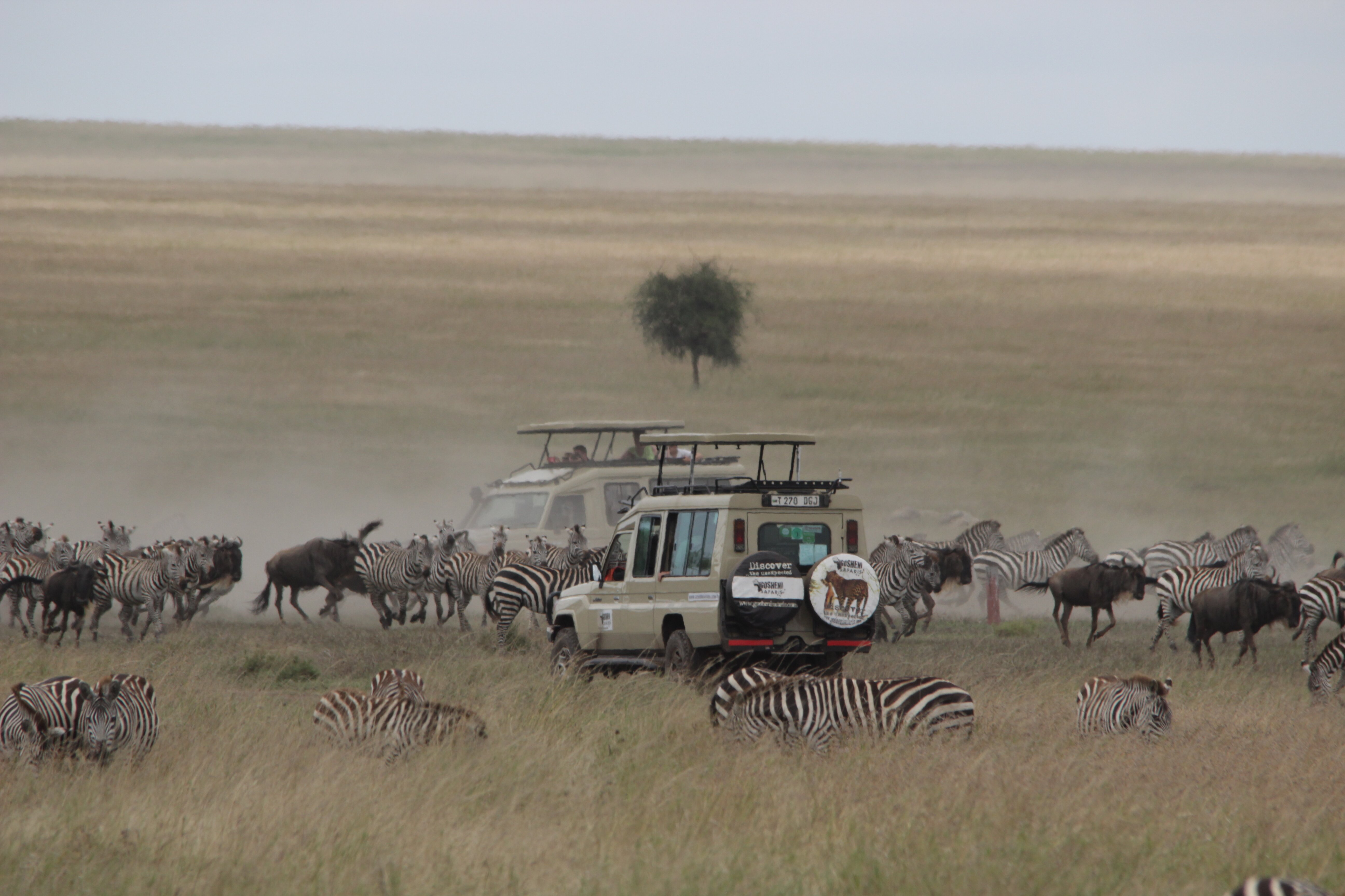 Gosheni Safaris Africa (Arusha) - All You Need To Know BEFORE You Go