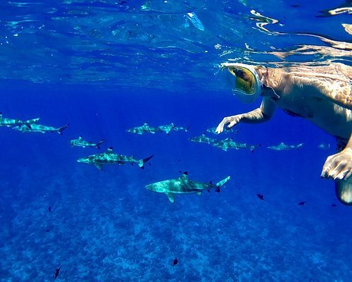 Nager avec les requins - Tahiti Tourisme