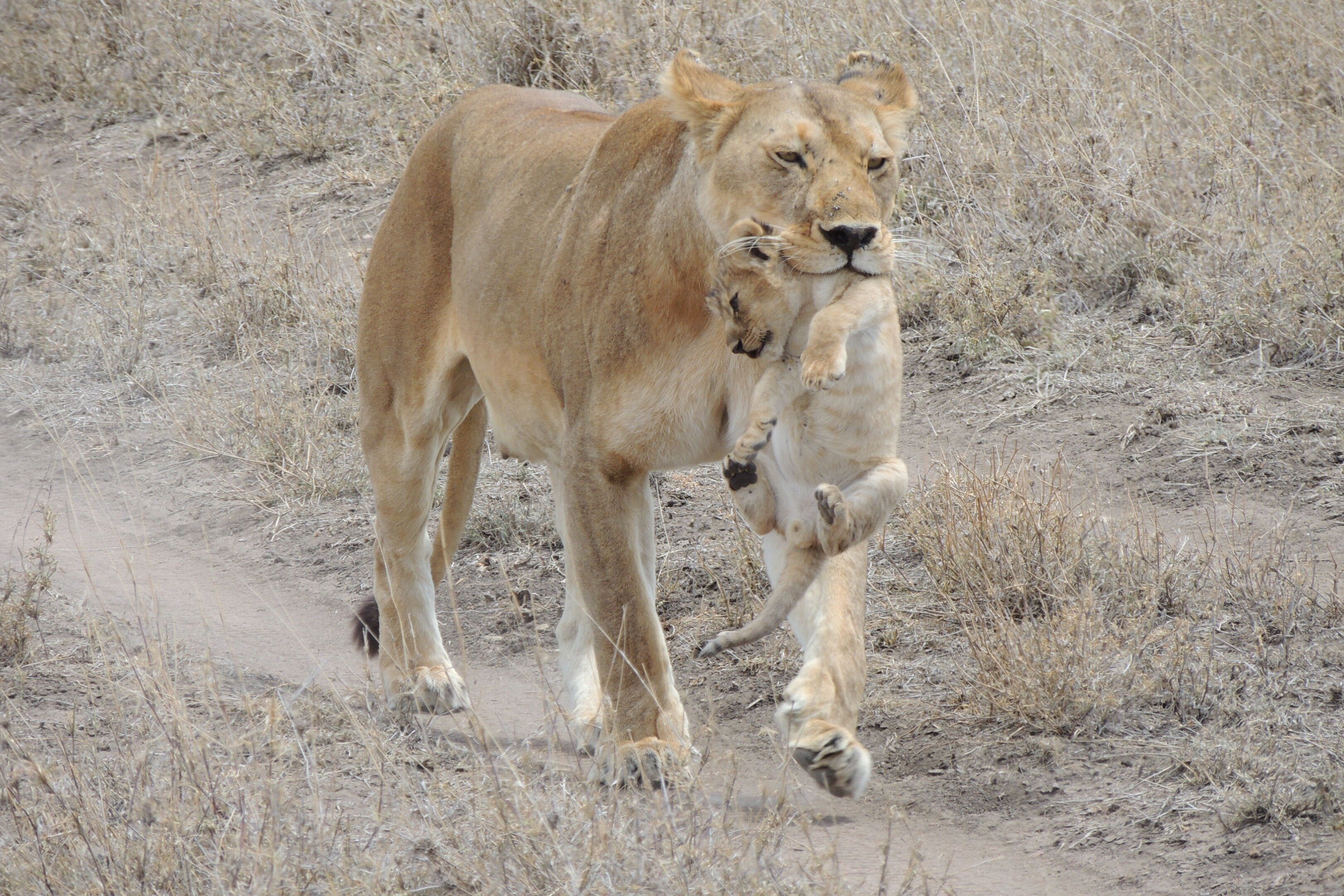 African Mangu Safaris (Arusha, Tanzania): Address, Phone Number ...