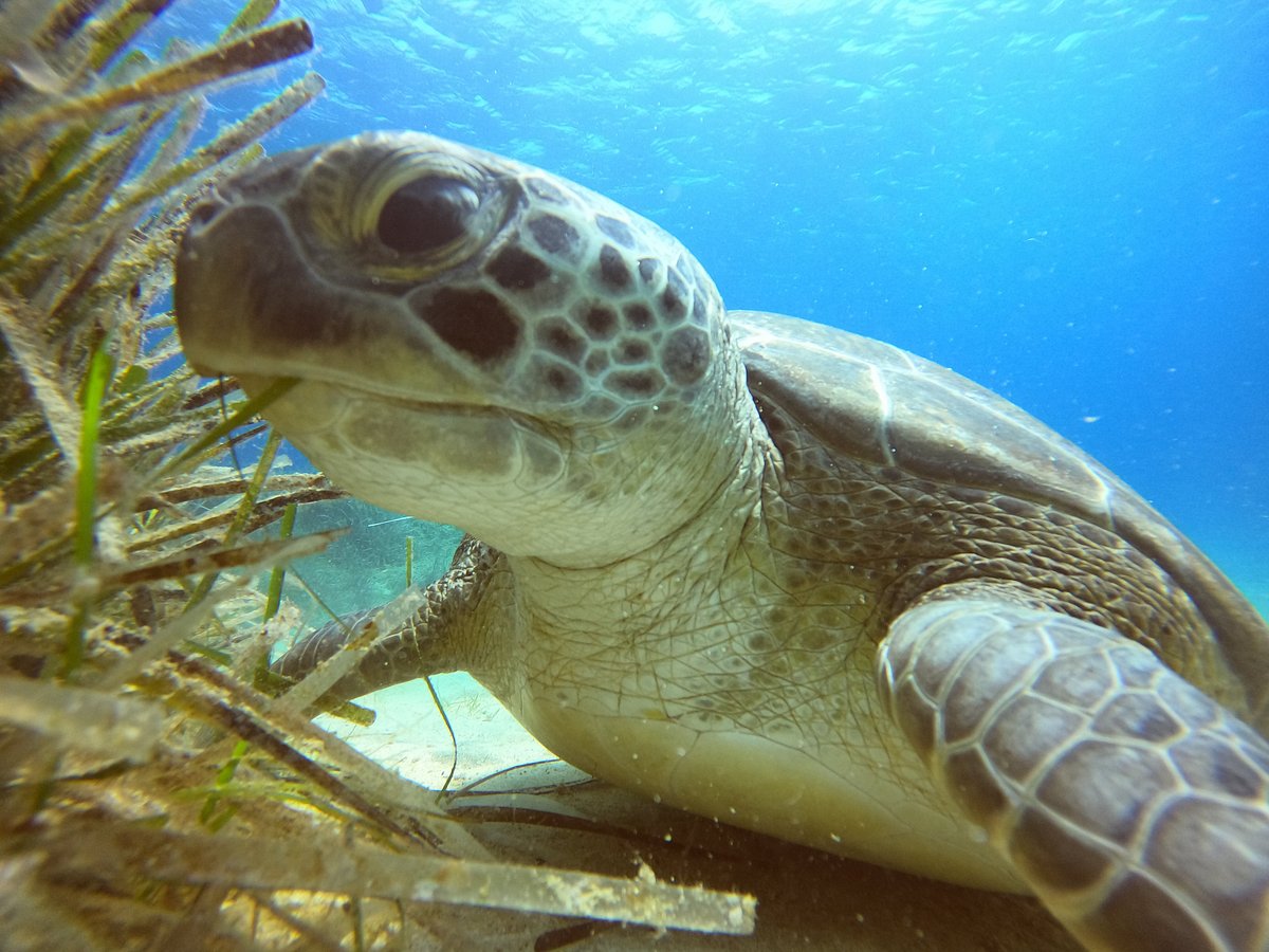 Курорт подволного плавания Olympian Divers Ltd, Айя-Напа: лучшие советы  перед посещением - Tripadvisor