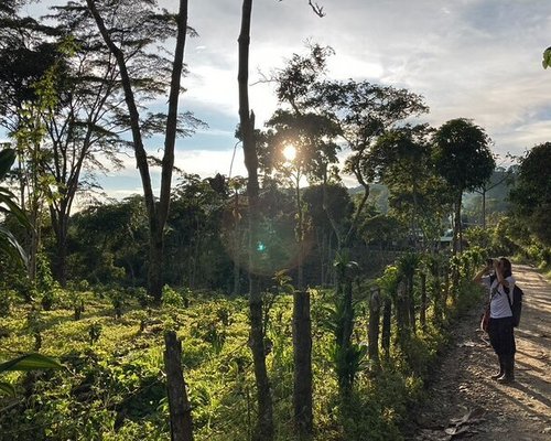 Armenia, Quindio Botanical Garden and Coffee Farm Private Tour 2023