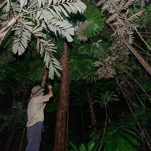 Rainforest Plants Daintree Rainforest Discovery Centre