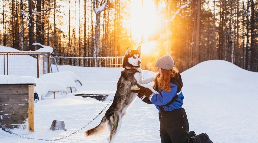 Meeting the Siberian huskies in Apukka Resort's own husky farm in Rovaniemi Lapland. 