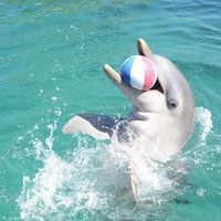 Dolphin Encounters - All You Need to Know BEFORE You Go (with Photos)