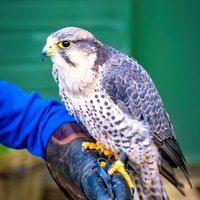 Dalhousie Castle Falconry (Bonnyrigg) - All You Need to Know BEFORE You Go