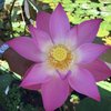 Alpenblume D