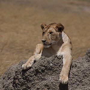 safari sauvage tanzania