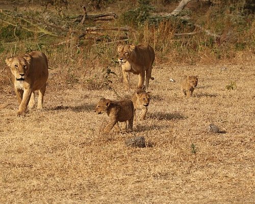 suricata safaris