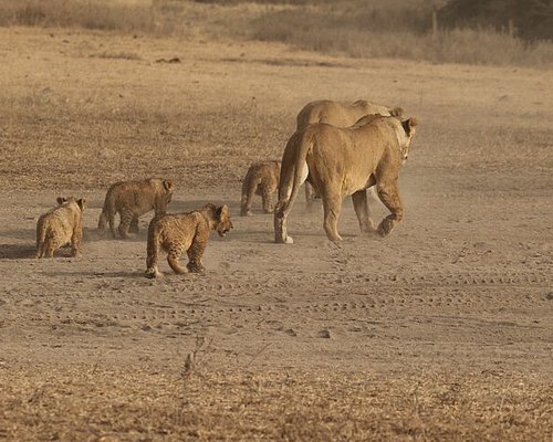 suricata safaris