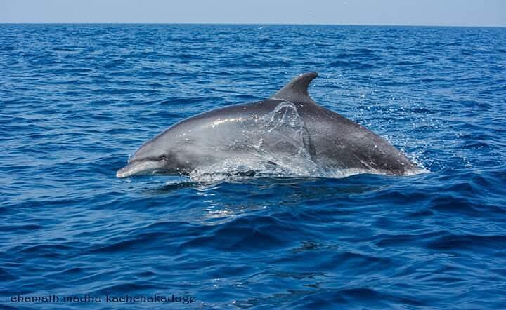 Dolphin Wadiya image