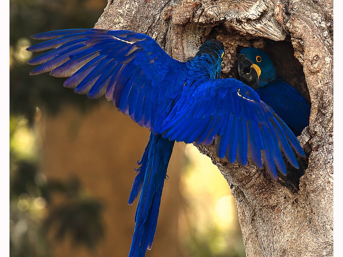 Pantanal Safaris (Poconé) - All You Need to Know BEFORE You Go Pantanal Safaris (Poconé) - All You Need to Know BEFORE You Go