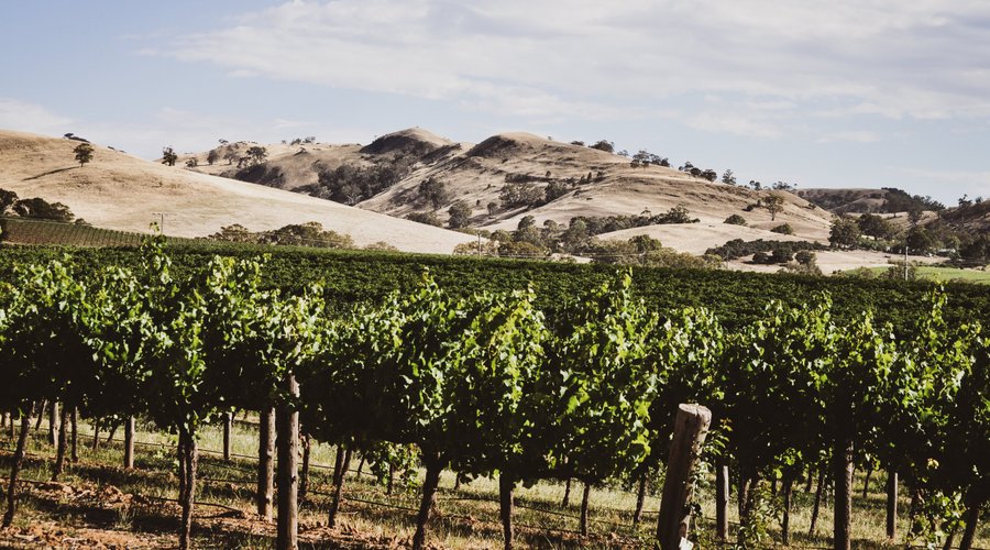View of Barossa Ranges from Liebichwein cellar door in Rowland Flat.