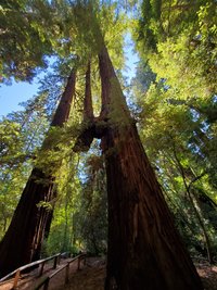 Escape to the Redwood Giants: A Journey to Richardson Grove State Park