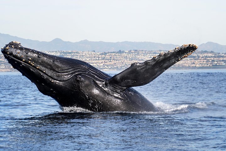 2023 Ultimate Whale And Dolphin Watching In Newport Beach, 6 Person Maximum