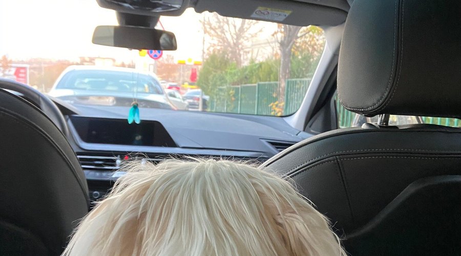 Leo 🐶💙 sergi geziyor 🧐🤣