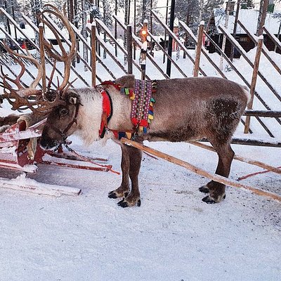 Ein Rentier im Schnee im Weihnachtsmanndorf Rovaniemi, Lappland, Finnland