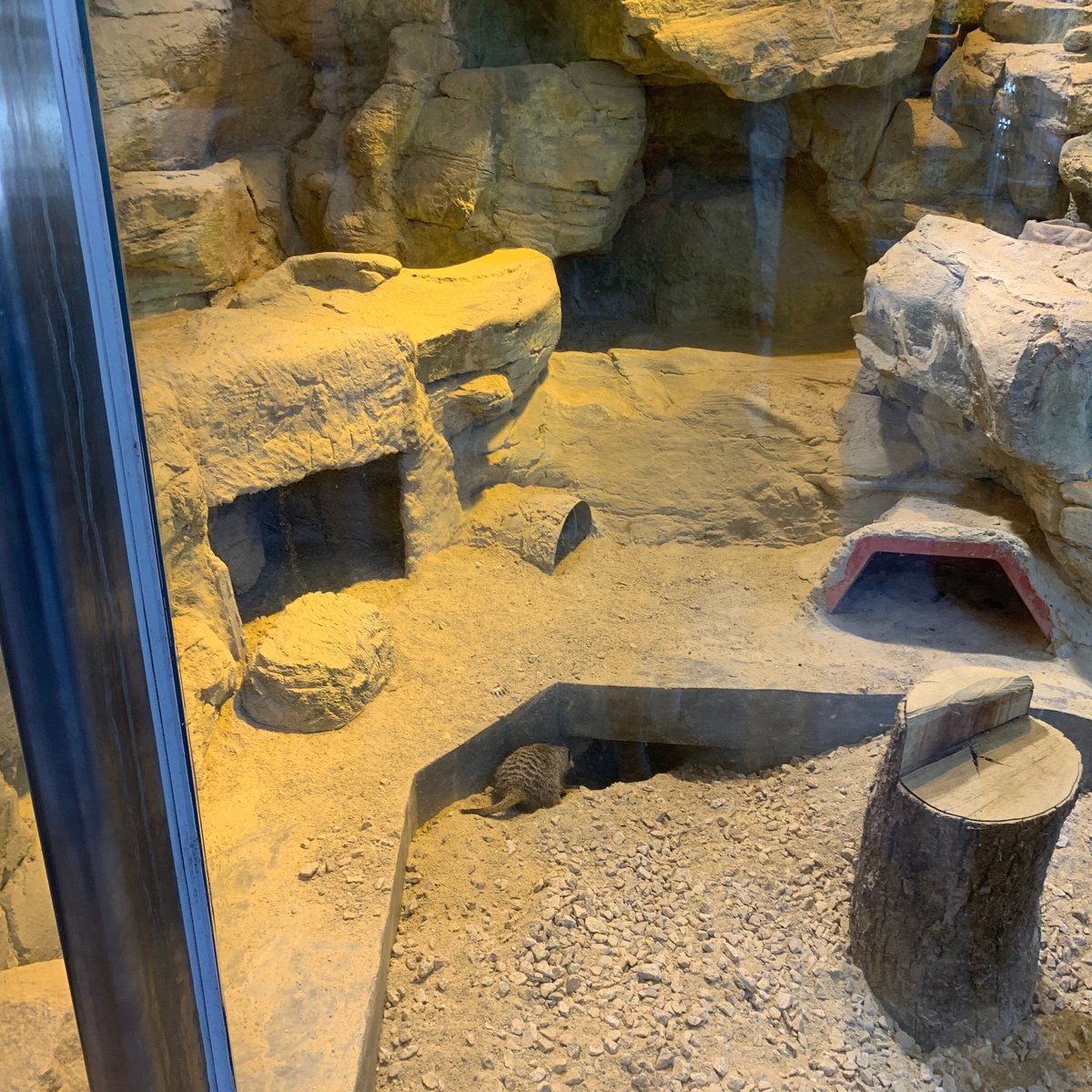 Meerkat House (Hong Kong) - All You Need to Know BEFORE You Go