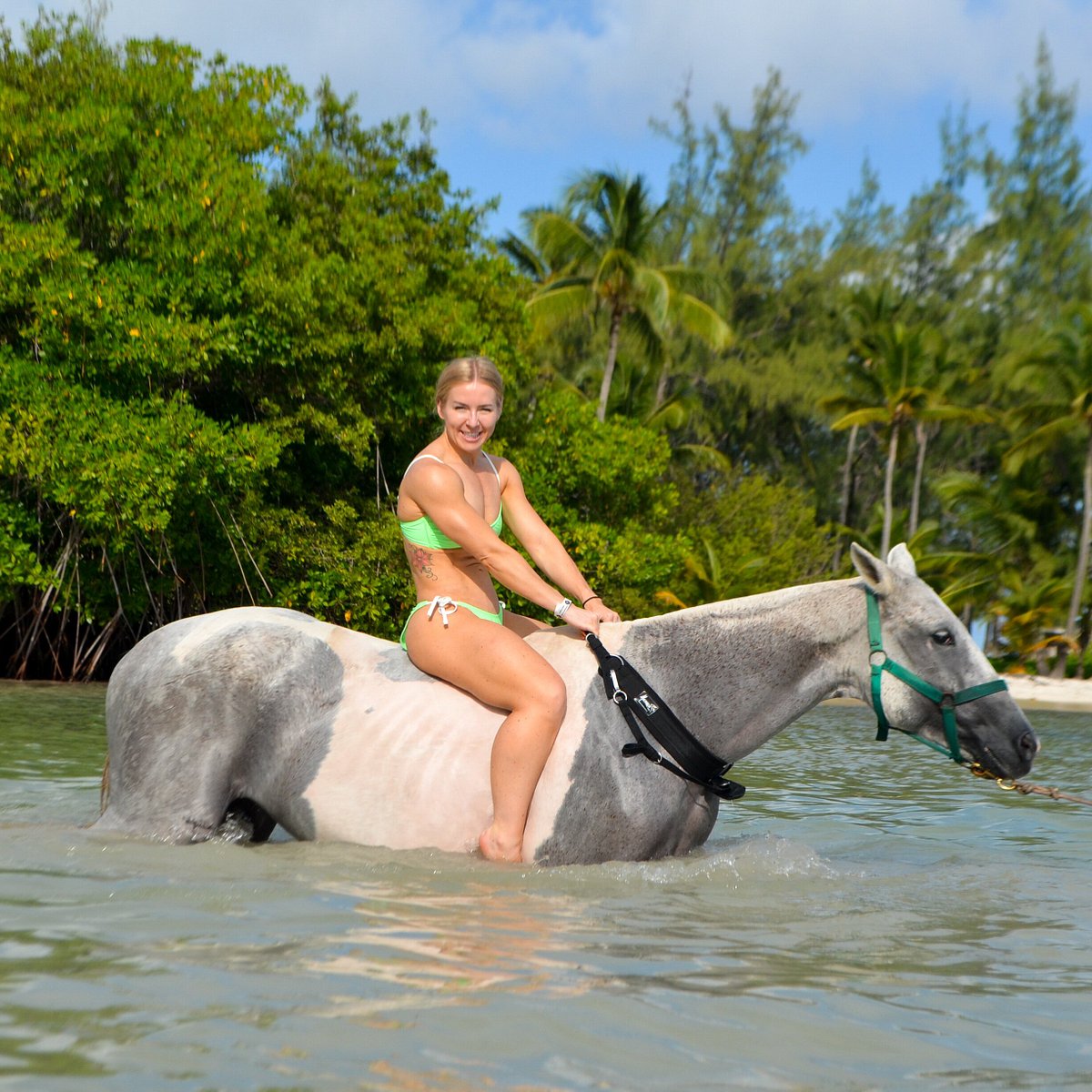 Horses swim