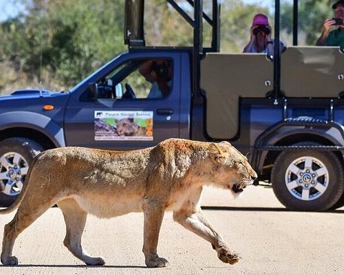 kruger national park safari urlaub