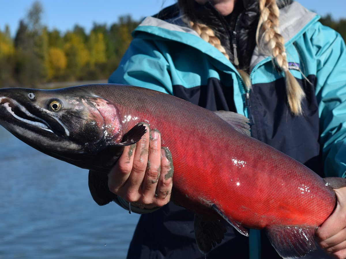 Talkeetna Fishing Guides - All You Need to Know BEFORE You Go (2024)