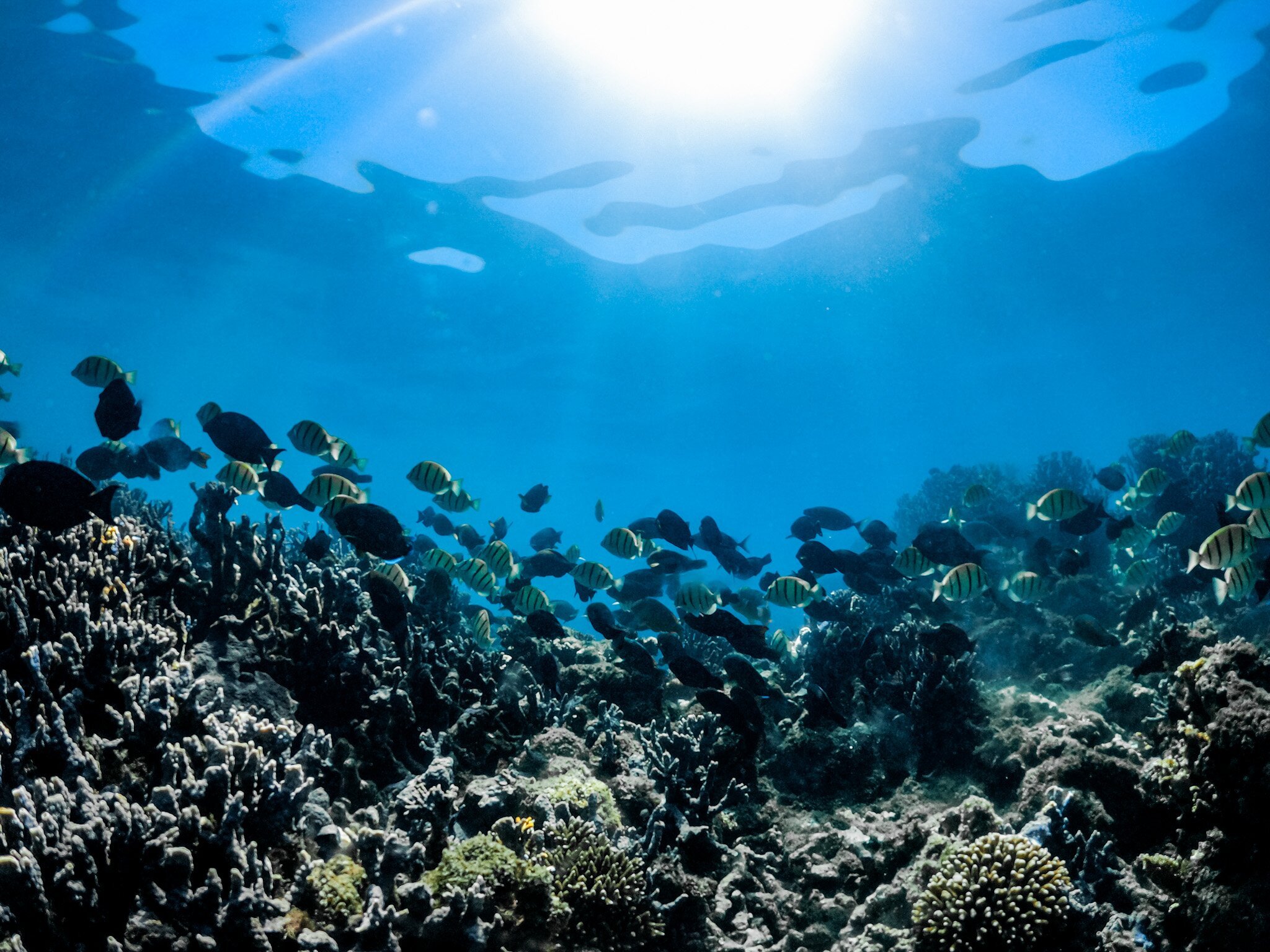 Ningaloo Glass Bottom Boat - All You MUST Know Before You Go (2024)