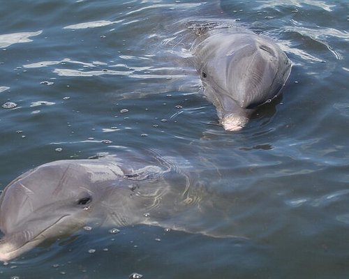 best dolphin cruise sarasota