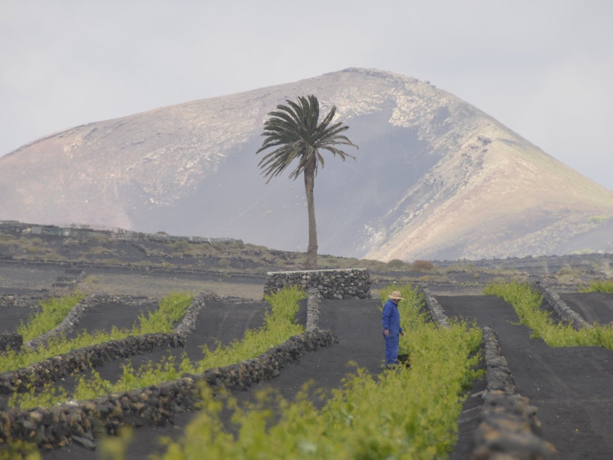 Wine Tours Lanzarote - All You Need to Know BEFORE You Go (2024)