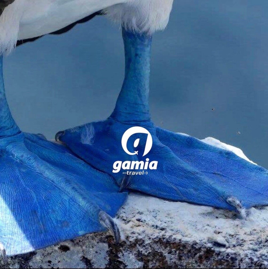 Gamia Travel - Galapagos - All You Need to Know BEFORE You Go (2024