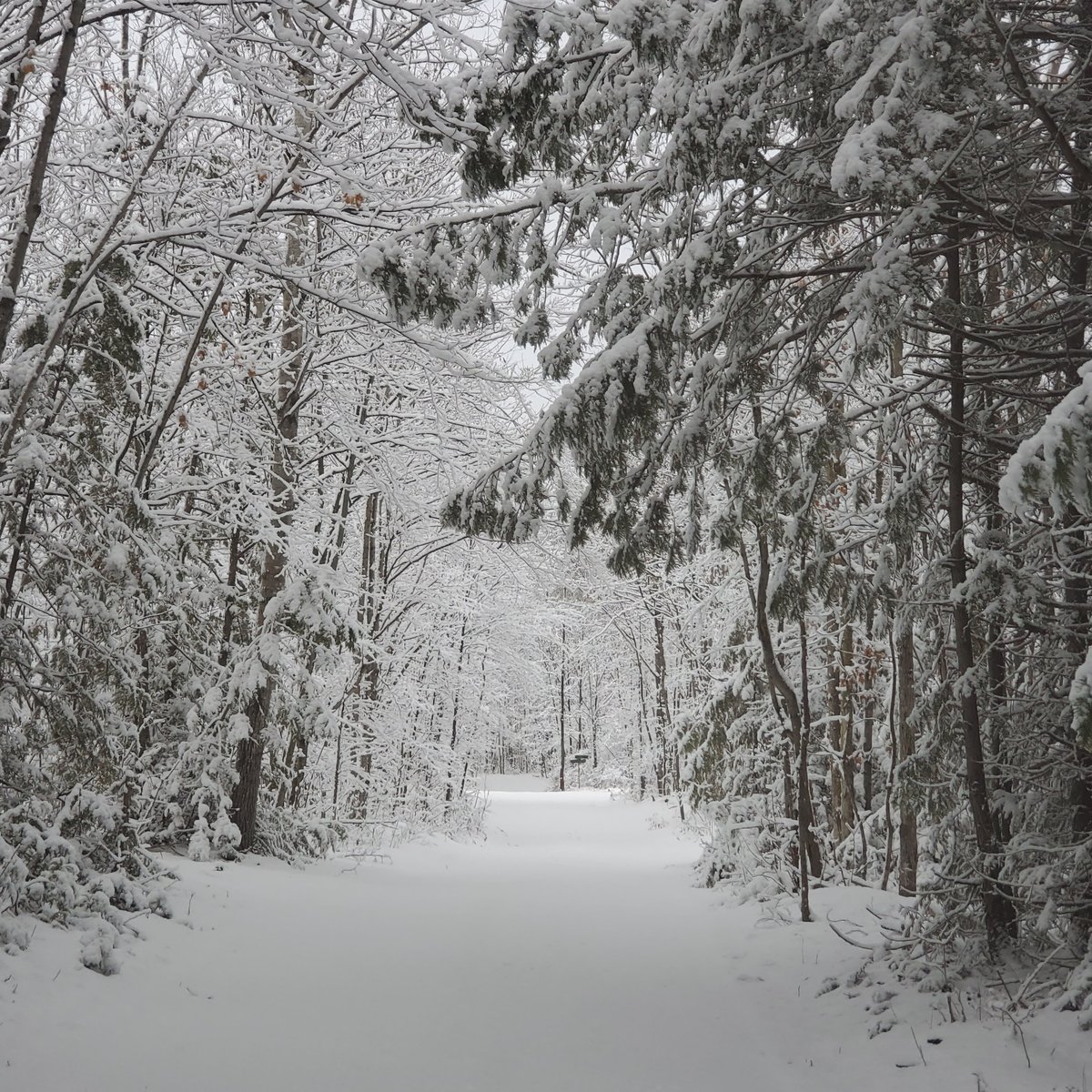 North Mountain Estate Guided Forest Walks (Kawartha Lakes, Ontario ...