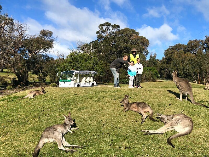 kangaroo viewing tours anglesea photos
