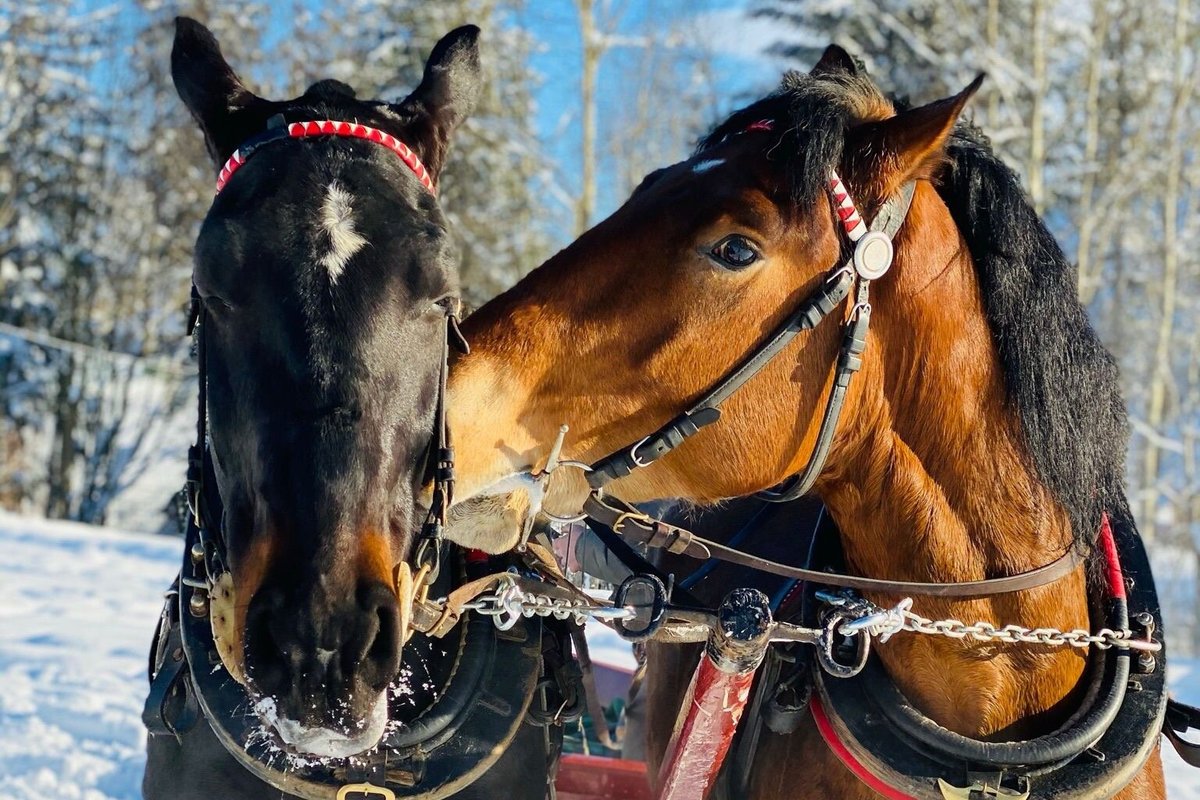 Zakopane Winter Sleigh Horse Rides (Poland): Address, Phone Number ...