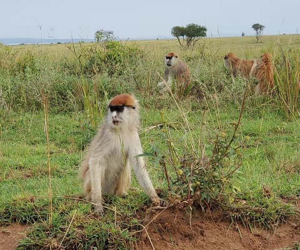 gorilla hub tours