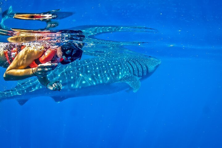 whale sharks in tulum