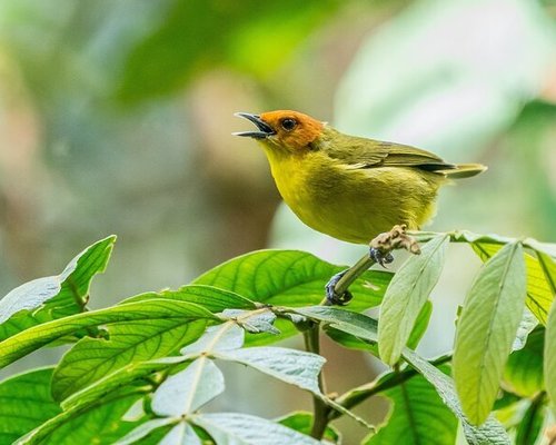 ECOLOGICAL JUNGLE TRIPS (NAUTA, PERU): 329 fotos, comparação de preços e  avaliações - Tripadvisor