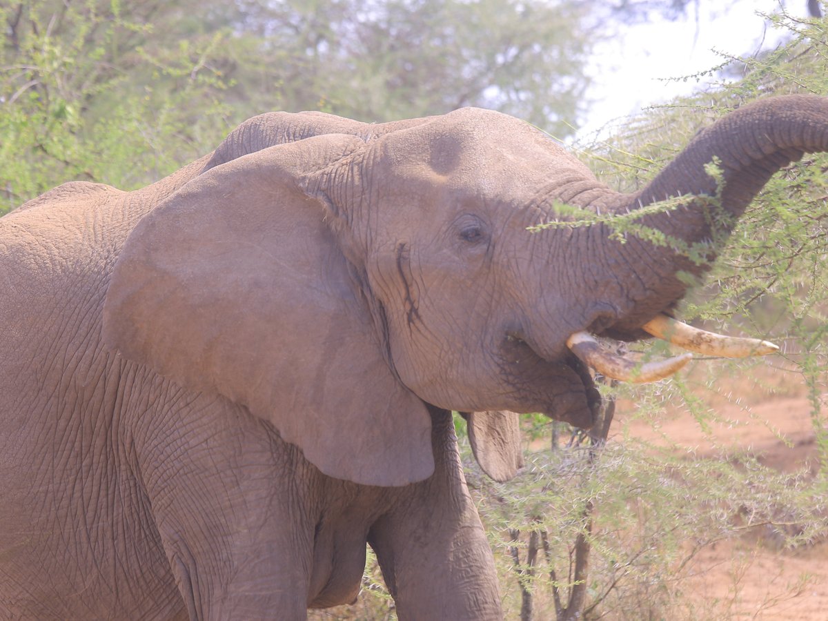 Tanzania Memorable Holidays Arusha Chini 2022 Qué Saber Antes De Ir Lo Más Comentado Por 8641